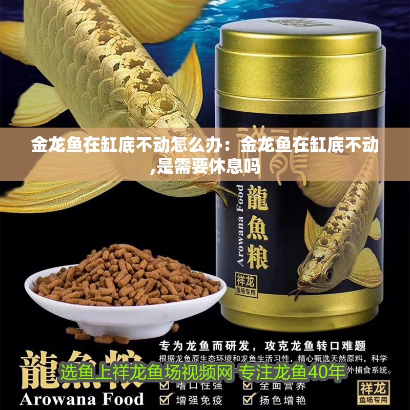 金龍魚在缸底不動怎么辦：金龍魚在缸底不動,是需要休息嗎