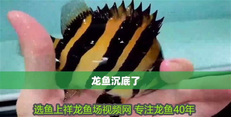 龍魚沉底了