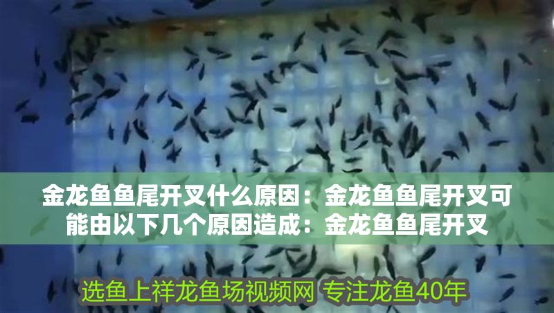 金龍魚魚尾開叉什么原因：金龍魚魚尾開叉可能由以下幾個原因造成：金龍魚魚尾開叉