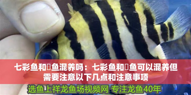 七彩魚和魟魚混養(yǎng)嗎:七彩魚和魟魚可以混養(yǎng)但需要注意以下幾點和注意事項 魟魚百科 第2張 七彩魚和魟魚混養(yǎng)嗎:七彩魚和魟魚可以混養(yǎng)但需要注意以下幾點和注意事項 七彩魚和魟魚混養(yǎng)嗎:七彩魚和魟魚可以混養(yǎng)但需要注意以下幾點和注意事項 魟魚百科 第2張