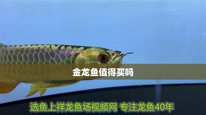 金龍魚值得買嗎