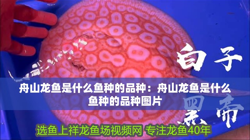 舟山龍魚是什么魚種的品種：舟山龍魚是什么魚種的品種圖片