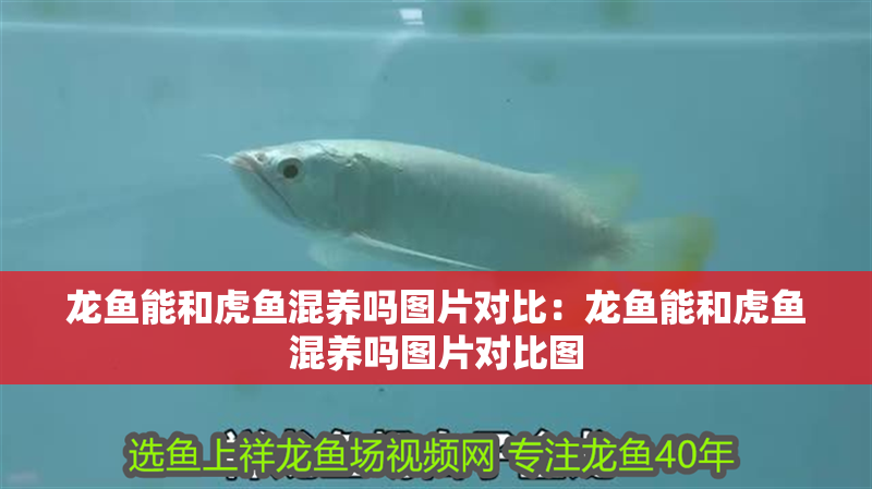 龍魚能和虎魚混養嗎圖片對比：龍魚能和虎魚混養嗎圖片對比圖