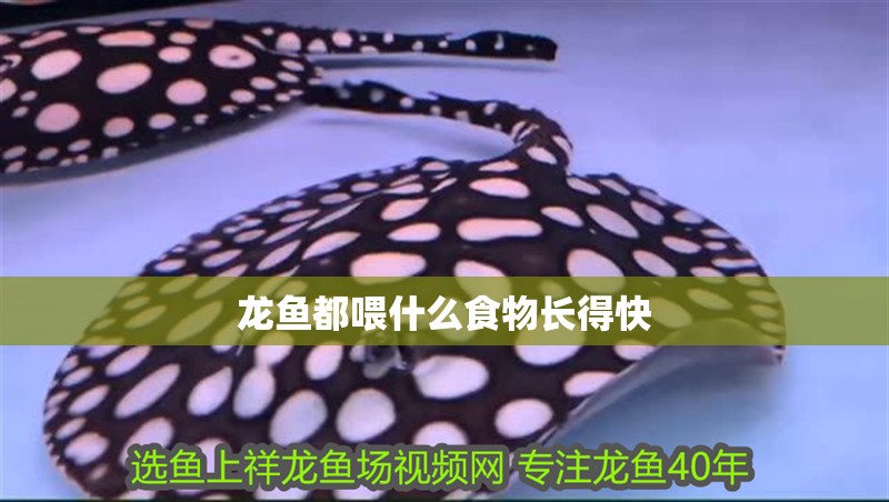 龍魚都喂什么食物長得快