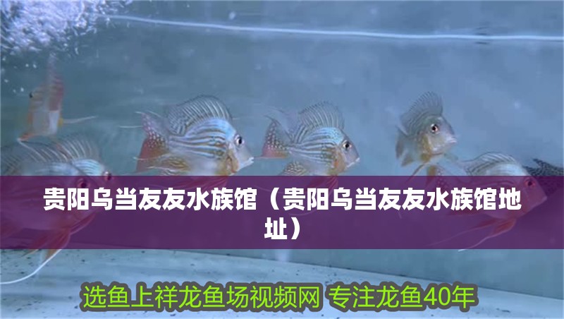 貴陽烏當友友水族館(貴陽烏當友友水族館地址) 全國水族館企業名錄 第2張 貴陽烏當友友水族館(貴陽烏當友友水族館地址) 貴陽烏當友友水族館(貴陽烏當友友水族館地址) 全國水族館企業名錄 第2張