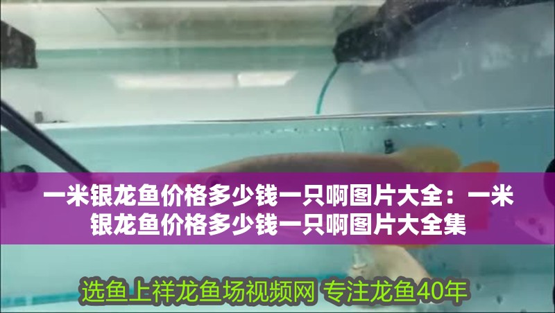 一米銀龍魚價格多少錢一只啊圖片大全：一米銀龍魚價格多少錢一只啊圖片大全集