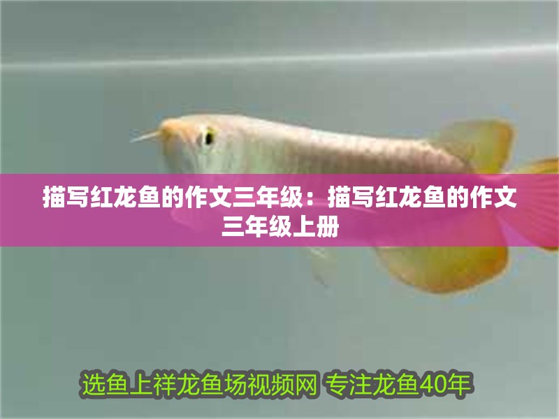 描寫紅龍魚的作文三年級:描寫紅龍魚的作文三年級上冊 水族問答 描寫紅龍魚的作文三年級:描寫紅龍魚的作文三年級上冊 描寫紅龍魚的作文三年級:描寫紅龍魚的作文三年級上冊 水族問答