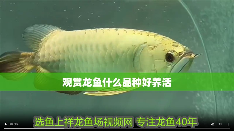 觀賞龍魚什么品種好養活