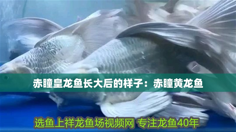 赤瞳皇龍魚長大后的樣子：赤瞳黃龍魚