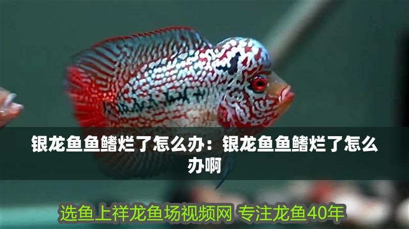 銀龍魚(yú)魚(yú)鰭爛了怎么辦：銀龍魚(yú)魚(yú)鰭爛了怎么辦啊