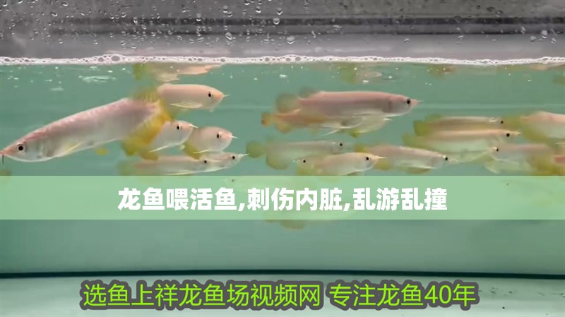 龍魚喂活魚,刺傷內臟,亂游亂撞