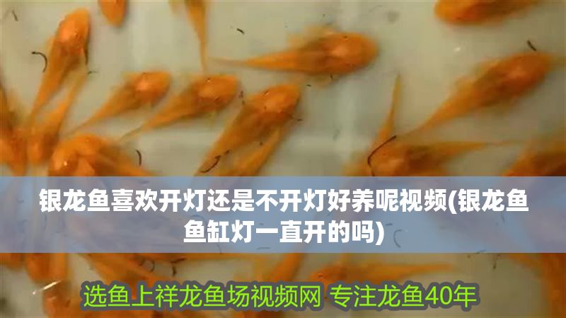 銀龍魚喜歡開燈還是不開燈好養呢視頻(銀龍魚魚缸燈一直開的嗎) 銀龍魚喜歡開燈還是不開燈好養呢視頻(銀龍魚魚缸燈一直開的嗎) 銀龍魚百科 第1張