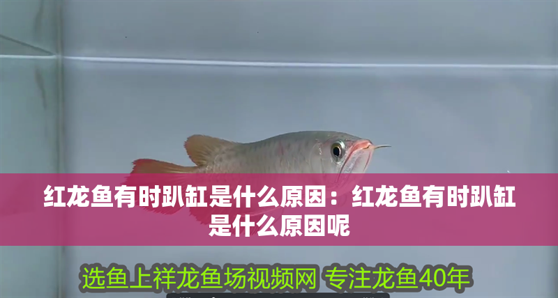 紅龍魚(yú)有時(shí)趴缸是什么原因：紅龍魚(yú)有時(shí)趴缸是什么原因呢