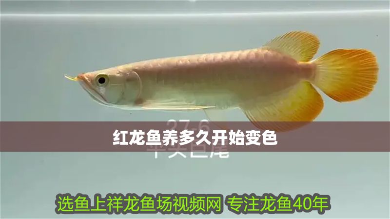 紅龍魚養多久開始變色 紅龍魚養多久開始變色 龍魚百科 第1張