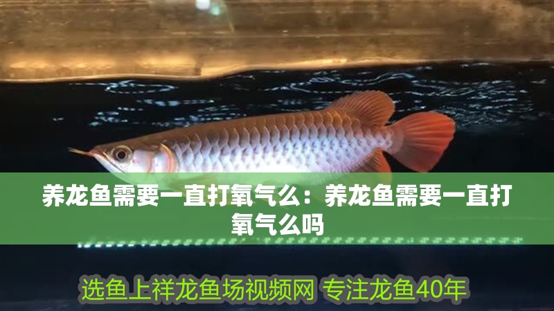 養龍魚需要一直打氧氣么:養龍魚需要一直打氧氣么嗎 水族問答 養龍魚需要一直打氧氣么:養龍魚需要一直打氧氣么嗎 養龍魚需要一直打氧氣么:養龍魚需要一直打氧氣么嗎 水族問答