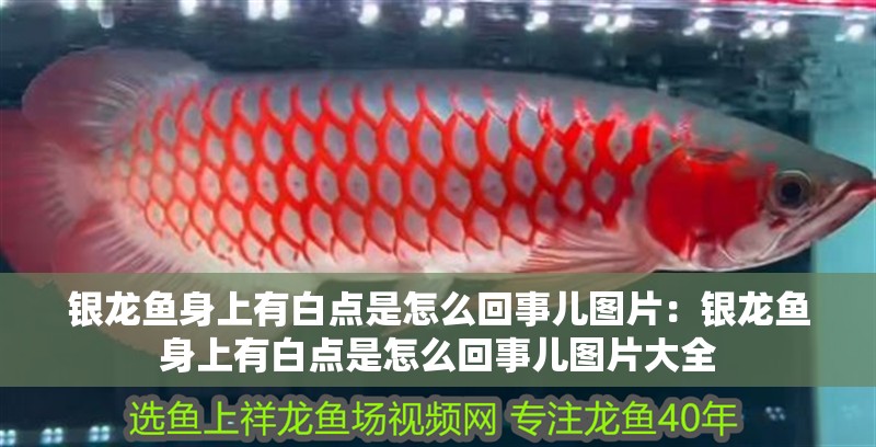 銀龍魚身上有白點是怎么回事兒圖片：銀龍魚身上有白點是怎么回事兒圖片大全