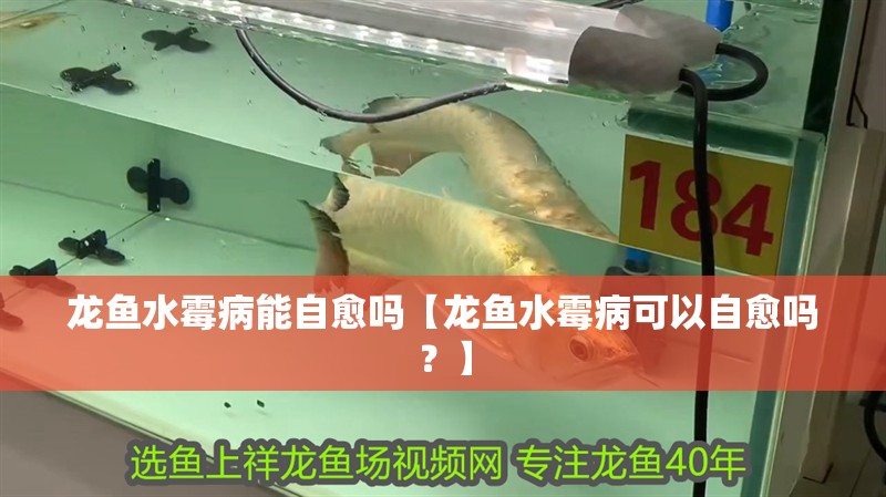 龍魚水霉病能自愈嗎【龍魚水霉病可以自愈嗎？】