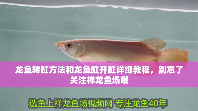 龍魚轉缸方法和龍魚缸開缸詳細教程，別忘了關注祥龍魚場哦
