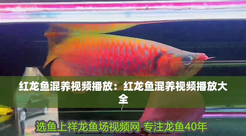 紅龍魚(yú)混養(yǎng)視頻播放：紅龍魚(yú)混養(yǎng)視頻播放大全