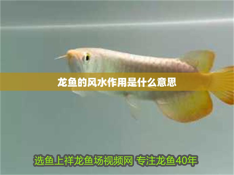龍魚的風水作用是什么意思 龍魚百科 第2張 龍魚的風水作用是什么意思 龍魚的風水作用是什么意思 龍魚百科 第2張