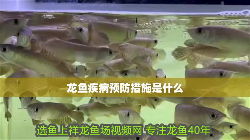 龍魚疾病預防措施是什么 龍魚百科 第2張 龍魚疾病預防措施是什么 龍魚疾病預防措施是什么 龍魚百科 第2張