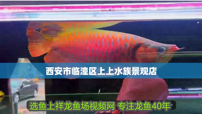 西安市臨潼區上上水族景觀店 西安市臨潼區上上水族景觀店 全國水族館企業名錄 第2張