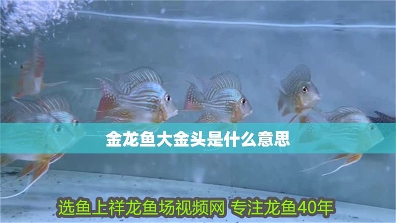 金龍魚大金頭是什么意思 金龍魚大金頭是什么意思 龍魚百科 第2張