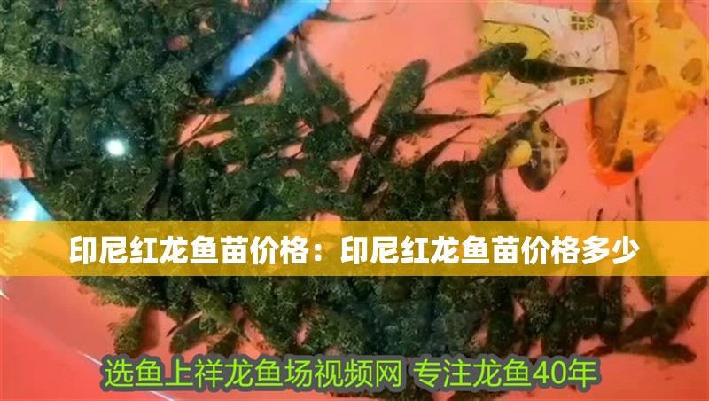 印尼紅龍魚苗價格：印尼紅龍魚苗價格多少 印尼紅龍魚苗價格：印尼紅龍魚苗價格多少 水族問答