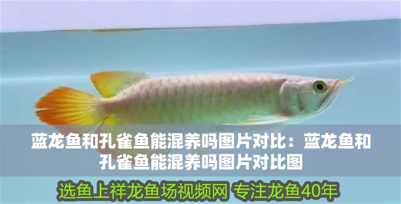 藍龍魚和孔雀魚能混養嗎圖片對比：藍龍魚和孔雀魚能混養嗎圖片對比圖