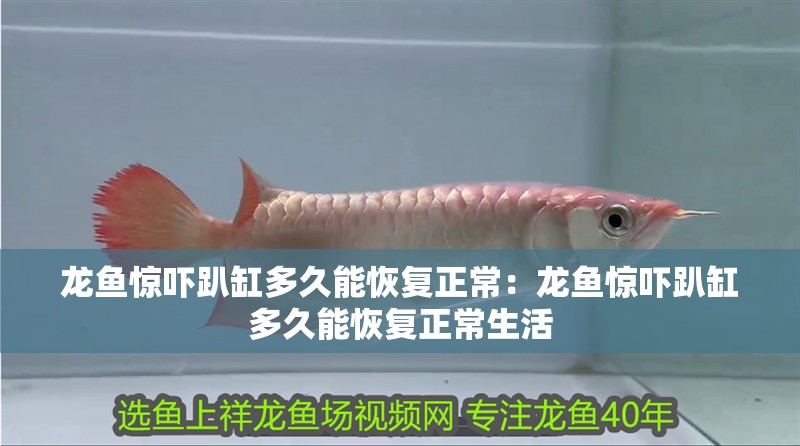 龍魚驚嚇趴缸多久能恢復正常：龍魚驚嚇趴缸多久能恢復正常生活