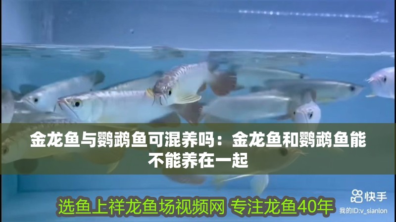 金龍魚與鸚鵡魚可混養嗎：金龍魚和鸚鵡魚能不能養在一起