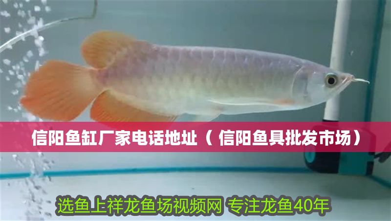 信陽魚缸廠家電話地址（ 信陽魚具批發(fā)市場）