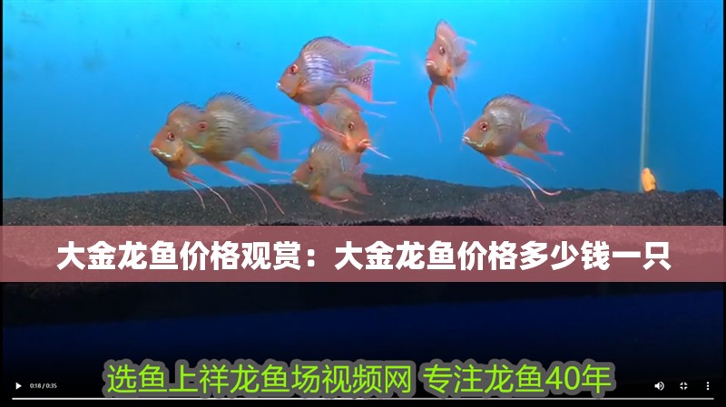 大金龍魚價格觀賞：大金龍魚價格多少錢一只