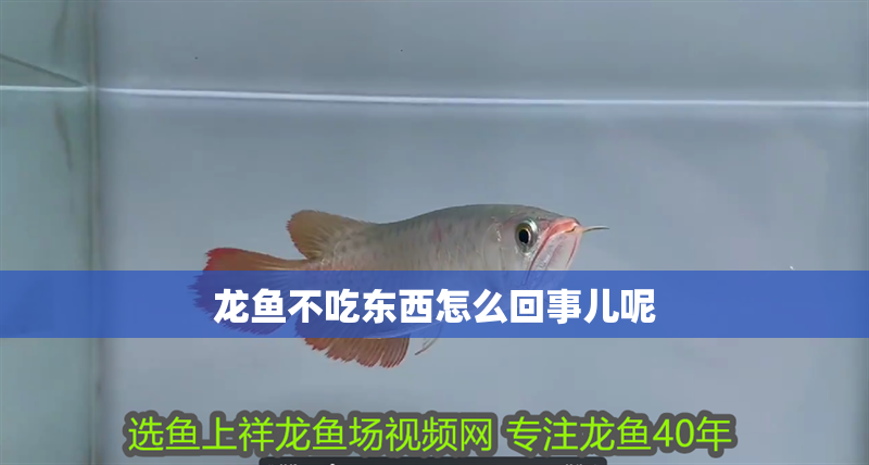 龍魚不吃東西怎么回事兒呢 龍魚百科 第2張 龍魚不吃東西怎么回事兒呢 龍魚不吃東西怎么回事兒呢 龍魚百科 第2張