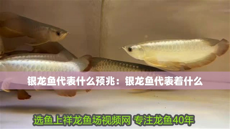 銀龍魚代表什么預(yù)兆：銀龍魚代表著什么