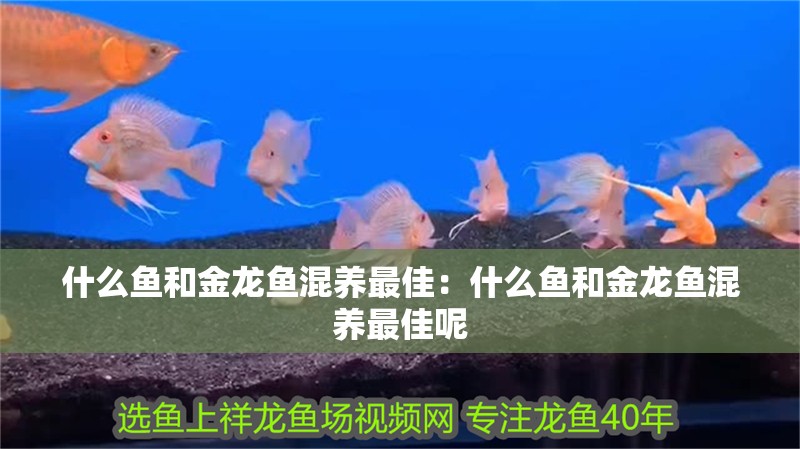 什么魚和金龍魚混養(yǎng)最佳：什么魚和金龍魚混養(yǎng)最佳呢