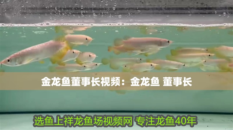 金龍魚董事長視頻：金龍魚 董事長