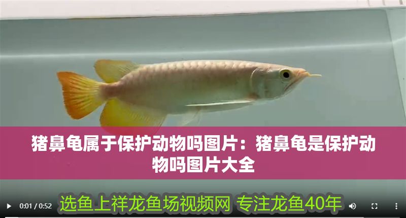 豬鼻龜屬于保護動物嗎圖片：豬鼻龜是保護動物嗎圖片大全 豬鼻龜屬于保護動物嗎圖片：豬鼻龜是保護動物嗎圖片大全 豬鼻龜百科 第1張