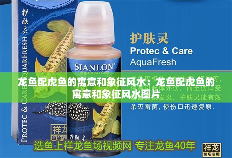 龍魚配虎魚的寓意和象征風水：龍魚配虎魚的寓意和象征風水圖片 龍魚配虎魚的寓意和象征風水：龍魚配虎魚的寓意和象征風水圖片 水族問答