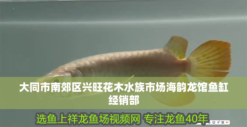 大同市南郊區(qū)興旺花木水族市場(chǎng)海韻龍館魚缸經(jīng)銷部