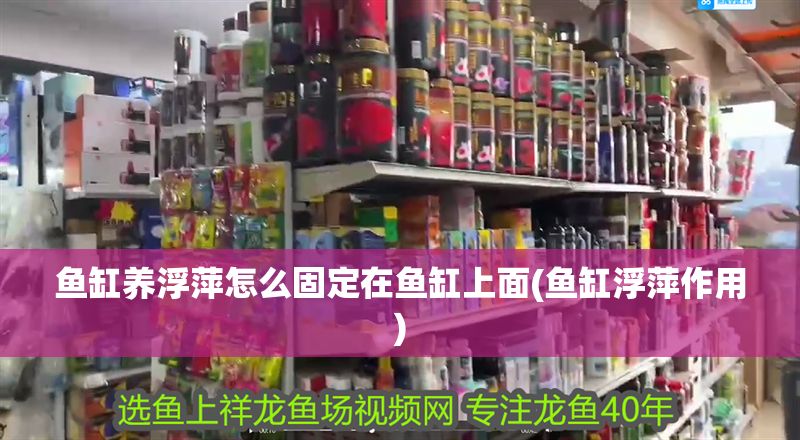魚缸養浮萍怎么固定在魚缸上面(魚缸浮萍作用)