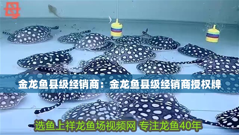 金龍魚縣級經(jīng)銷商:金龍魚縣級經(jīng)銷商授權(quán)牌 水族問答 金龍魚縣級經(jīng)銷商:金龍魚縣級經(jīng)銷商授權(quán)牌 金龍魚縣級經(jīng)銷商:金龍魚縣級經(jīng)銷商授權(quán)牌 水族問答