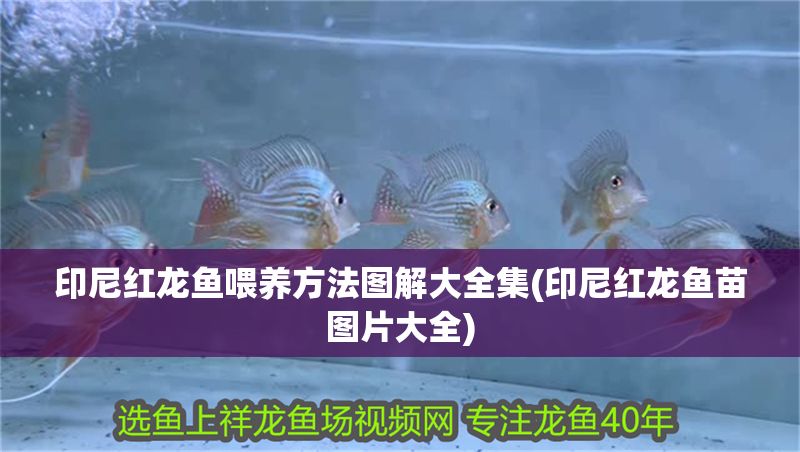 印尼紅龍魚喂養方法圖解大全集(印尼紅龍魚苗圖片大全) 印尼紅龍魚喂養方法圖解大全集(印尼紅龍魚苗圖片大全) 紅龍魚百科 第1張