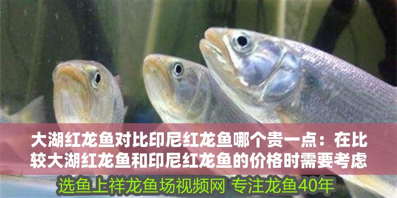 大湖紅龍魚對比印尼紅龍魚哪個貴一點：在比較大湖紅龍魚和印尼紅龍魚的價格時需要考慮多個因素