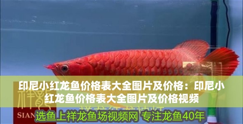 印尼小紅龍魚價格表大全圖片及價格:印尼小紅龍魚價格表大全圖片及價格視頻 水族問答 印尼小紅龍魚價格表大全圖片及價格:印尼小紅龍魚價格表大全圖片及價格視頻 印尼小紅龍魚價格表大全圖片及價格:印尼小紅龍魚價格表大全圖片及價格視頻 水族問答