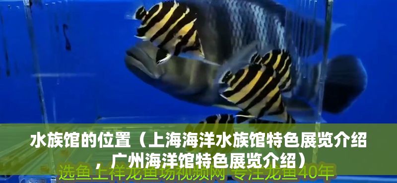 水族館的位置（上海海洋水族館特色展覽介紹，廣州海洋館特色展覽介紹）
