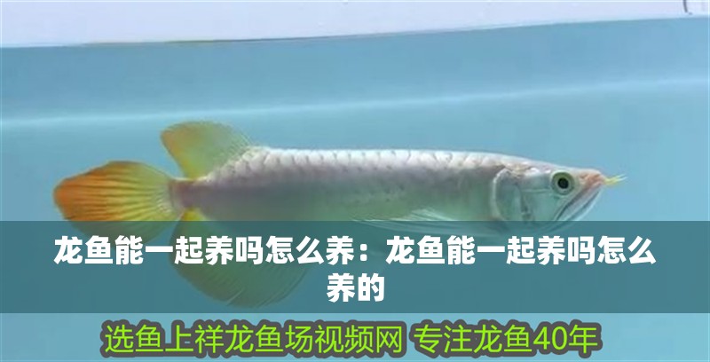 龍魚能一起養嗎怎么養:龍魚能一起養嗎怎么養的 水族問答 龍魚能一起養嗎怎么養:龍魚能一起養嗎怎么養的 龍魚能一起養嗎怎么養:龍魚能一起養嗎怎么養的 水族問答