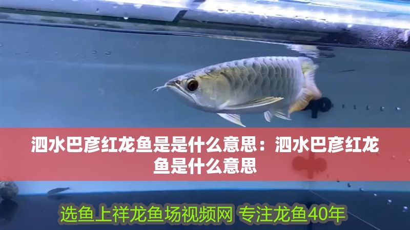 泗水巴彥紅龍魚是是什么意思：泗水巴彥紅龍魚是什么意思