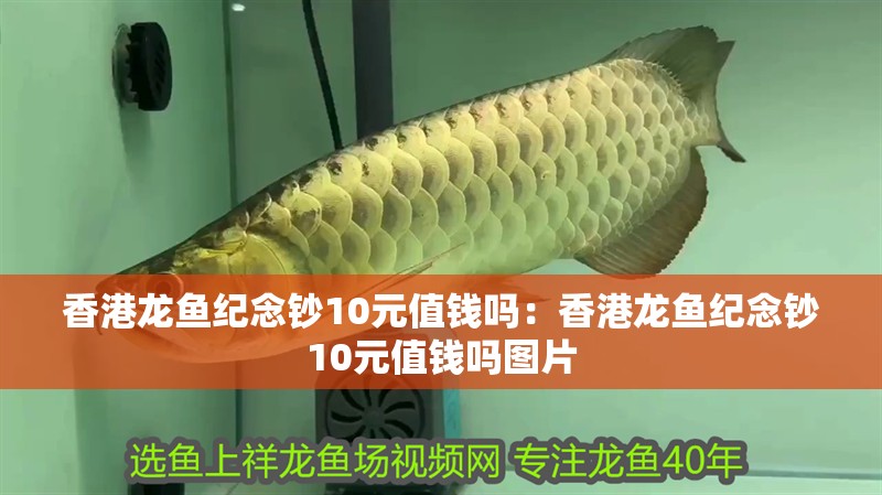 香港龍魚紀念鈔10元值錢嗎：香港龍魚紀念鈔10元值錢嗎圖片