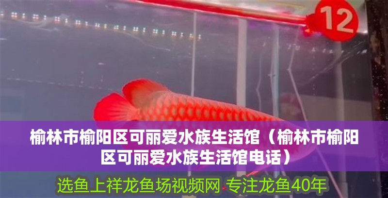 榆林市榆陽區可麗愛水族生活館（榆林市榆陽區可麗愛水族生活館電話）